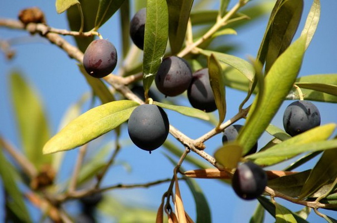 Monk and olive tree